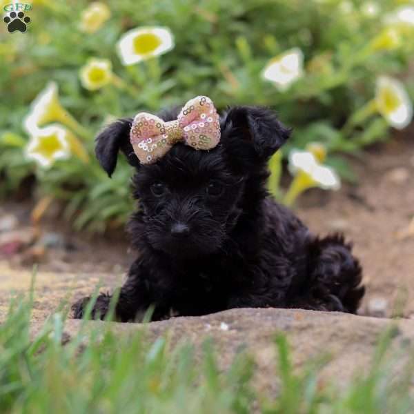 Lola, Yorkie Poo Puppy
